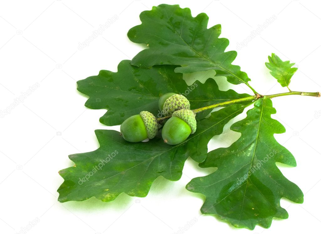 Branch of an oak with acorns on white background