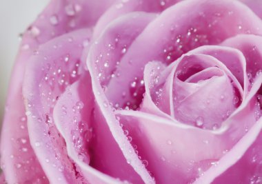 Pink rose closeup clipart