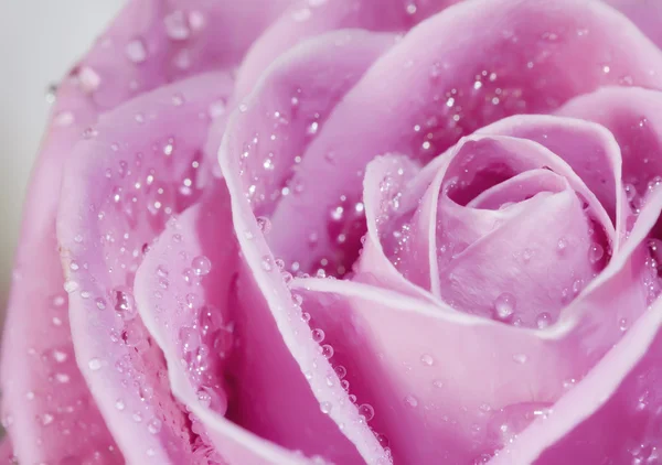 Nahaufnahme rosa Rose — Stockfoto