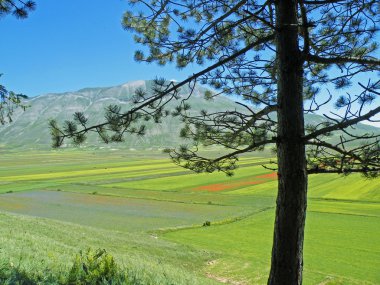 panoramik düz çiçeklenme sırasında castelluccio di norcia, umbria, İtalya