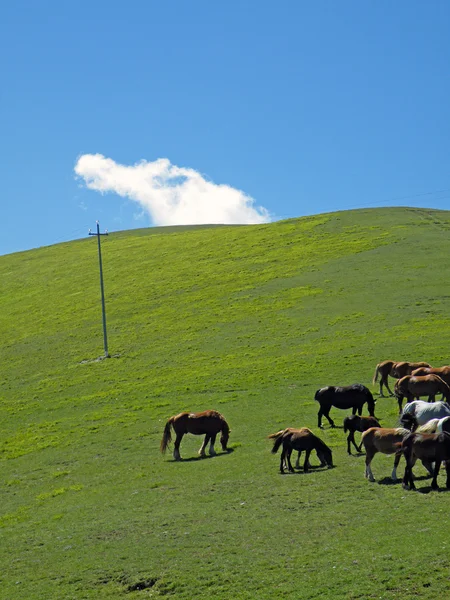 イタリア ウンブリア州ノルチャ シビッリーニ連峰の山々 に放牧の馬の群れ — ストック写真