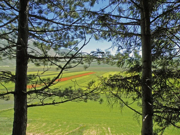 Θέα Προς Τον Κάμπο Της Castelluccio Norcia Κατά Διάρκεια Της — Φωτογραφία Αρχείου