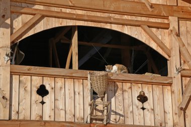 Kedi subathing bir balkon bir dağ Hut, İtalya