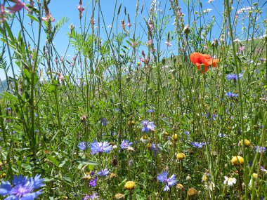 detay düz castelluccio di Norcia, umbria üzerinde çiçek