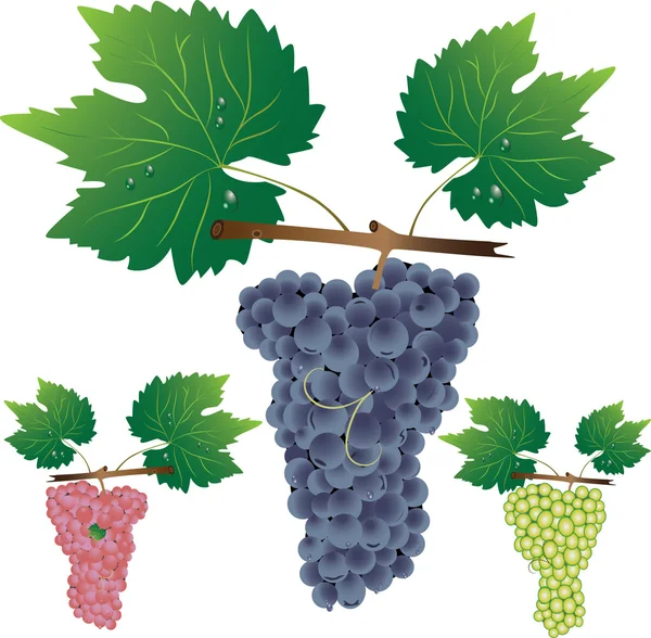 stock vector Three cluster of grapes