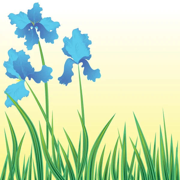 Blumenhintergrund Mit Blühenden Blumen Iris Vektorillustration — Stockvektor