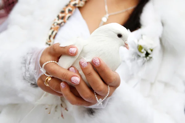 stock image A dove in his hands