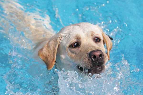 Labrador