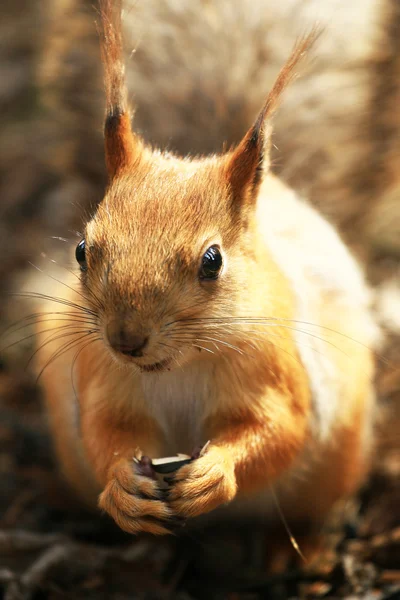 stock image Squirrel