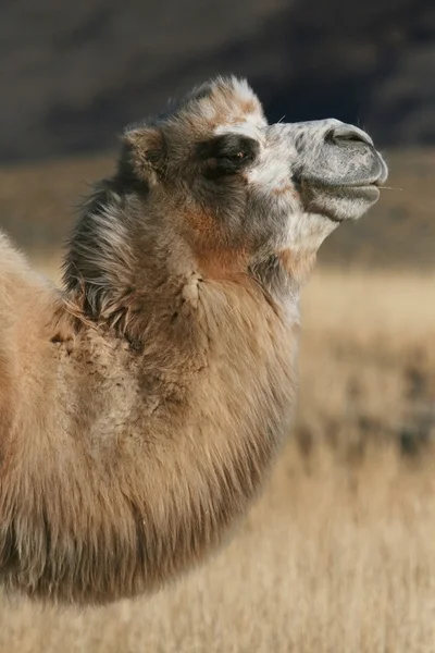 Das Kamel — Stockfoto