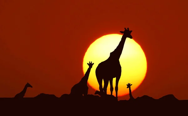 Girafes Coucher Soleil — Photo