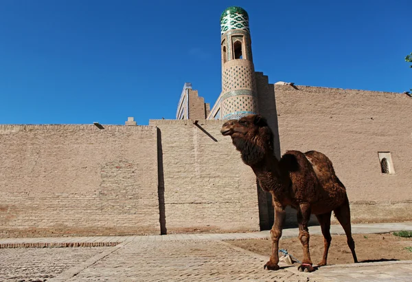 Camel — Stock Photo, Image