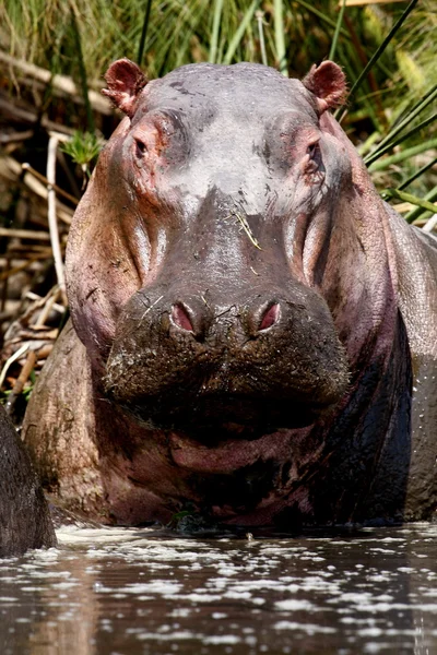 Nijlpaard — Stockfoto