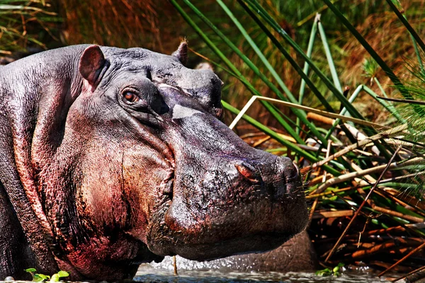 Hipopotam — Fotografie, imagine de stoc