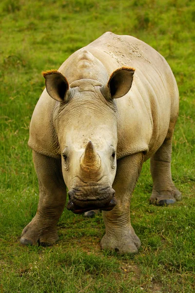 Rinoceros — Stockfoto