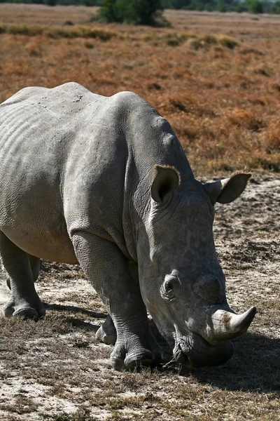 Rinoceros — 스톡 사진