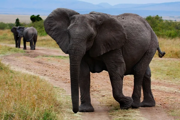 stock image Elephant