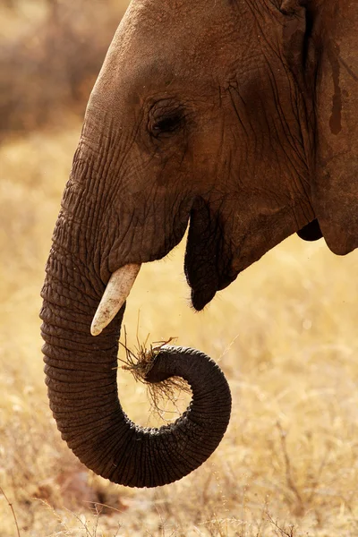 stock image Elephant