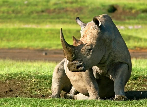 Rinoceros Royalty Free Stock Obrázky