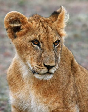 Aslan
