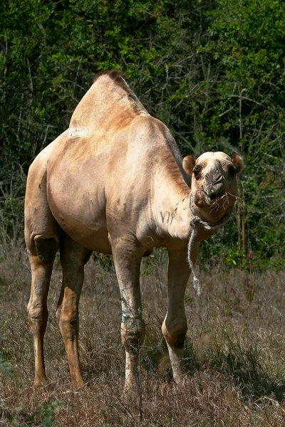Верблюд — стокове фото