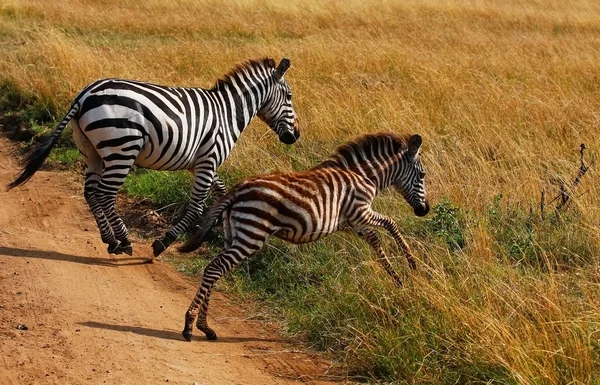 Zebra — Fotografia de Stock