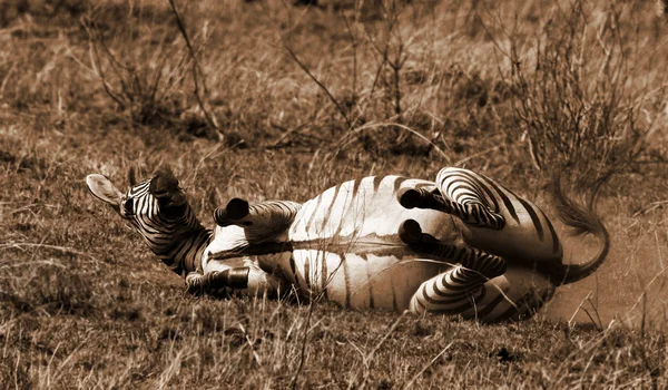 A Zebra — Fotografia de Stock
