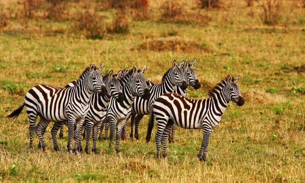 De zebra — Stockfoto