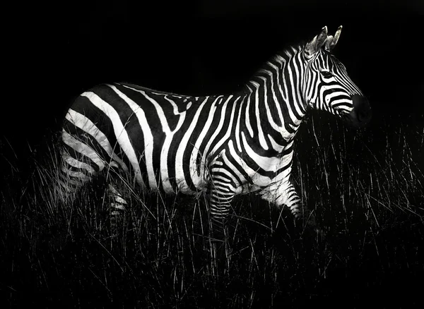 Das Zebra — Stockfoto
