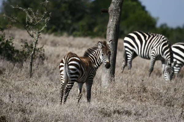 La Zebra — Foto Stock
