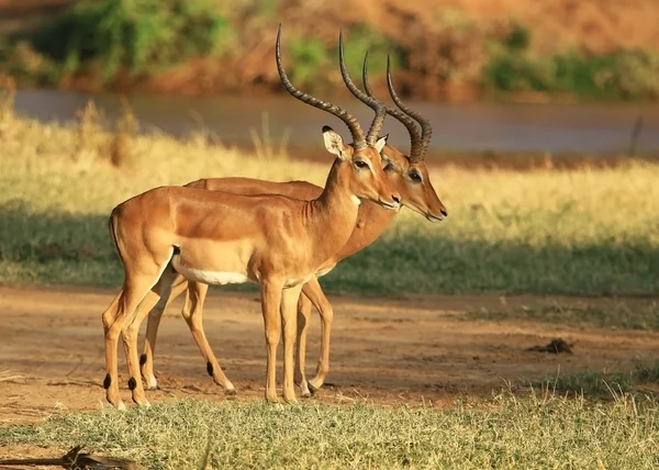 Macho impala de chifres longos — Fotografia de Stock