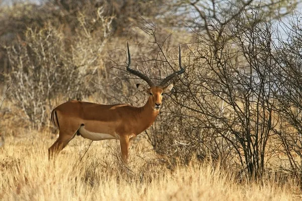Lång-horned impala hane — Stockfoto