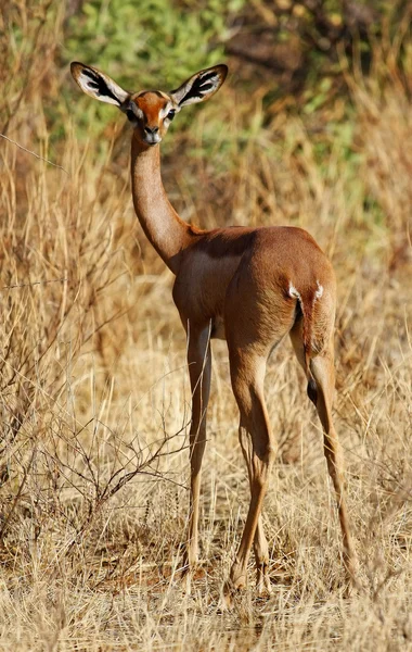 Lange Gehoornde Impala Man — Stockfoto