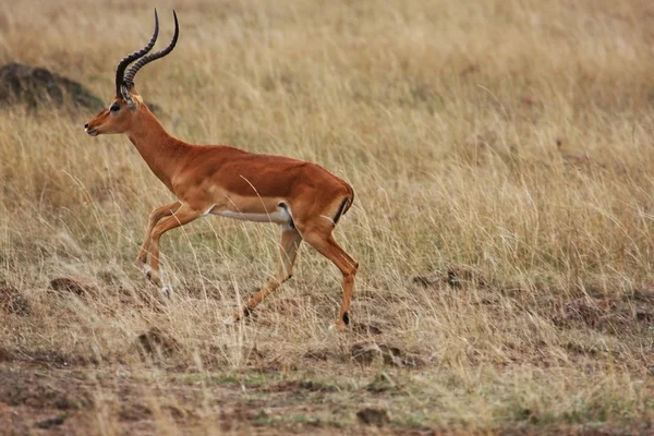 Lång-horned impala hane — Stockfoto