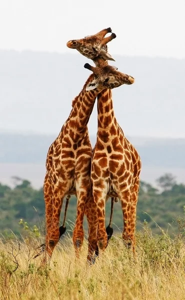 Žirafa Stock Obrázky