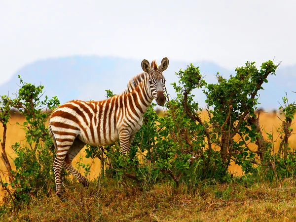 A Zebra Fotografia De Stock