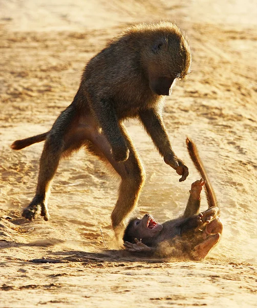 원숭이 로열티 프리 스톡 사진