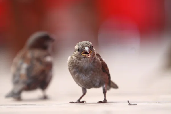 stock image Sparrow