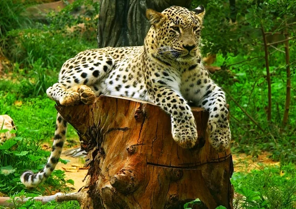 Leopardo Fotografia De Stock
