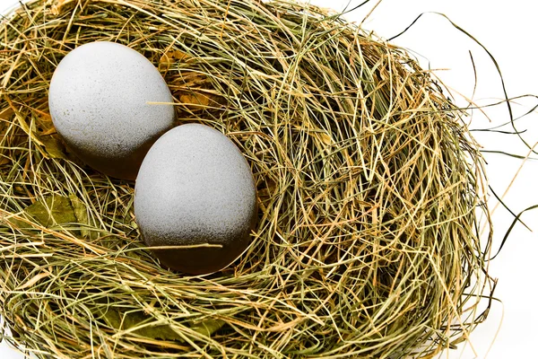 Zwei Eier Nest Isoliert Auf Weiß — Stockfoto