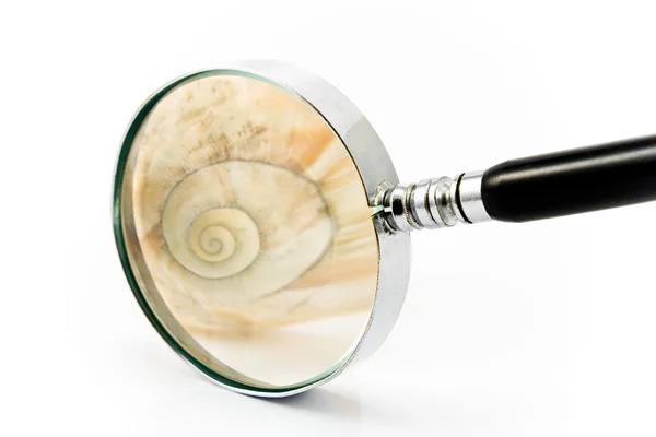 Förstoringsglas i fron spiral Shell — Stockfoto