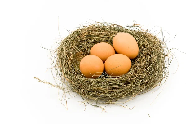Dört Yumurta Yuva Üzerinde Beyaz Izole — Stok fotoğraf