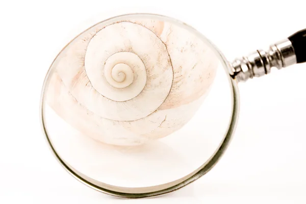 Shell Espiral Frente Lupa Isolada Branco — Fotografia de Stock