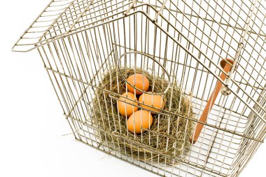 Eggs in Nest confined in Bird Cage clipart