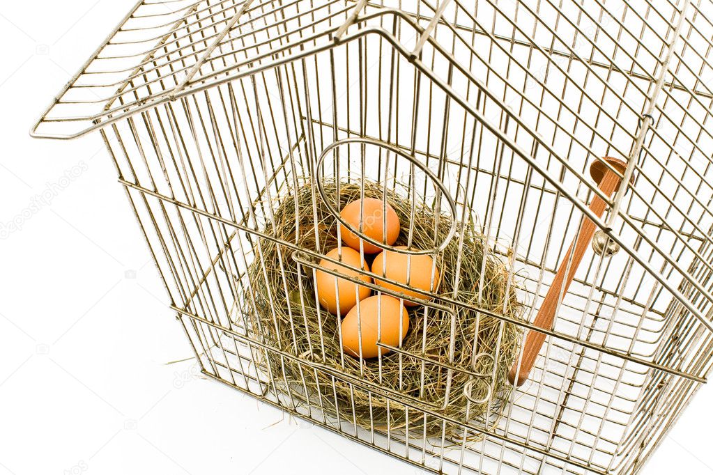 Eggs in Nest confined in Bird Cage