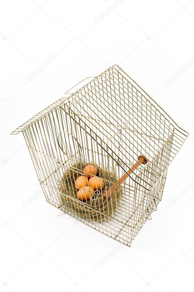 Eggs in Nest confined in Bird Cage isolated on white