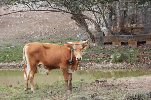 Vache de Guadeloupe — Stock Photo, Image