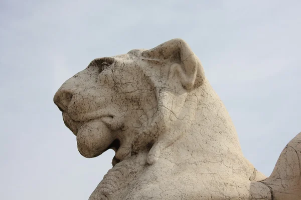 Tête de lion — Stock Photo, Image