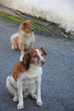 İki köpek.