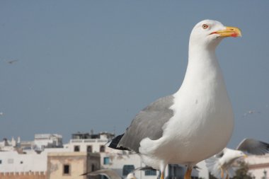 Essaouira içinde martı